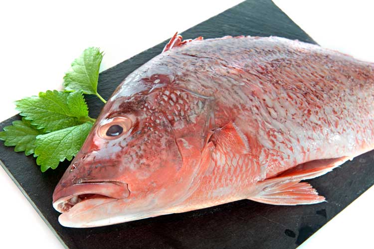 Red snapper bakken