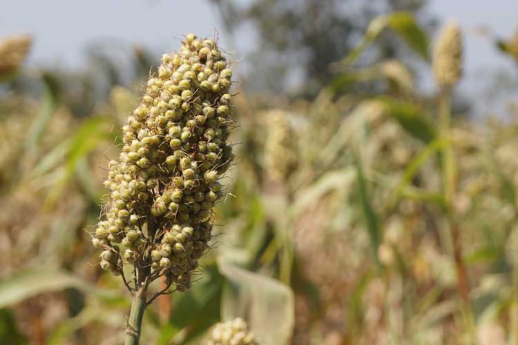 Sorghum koken