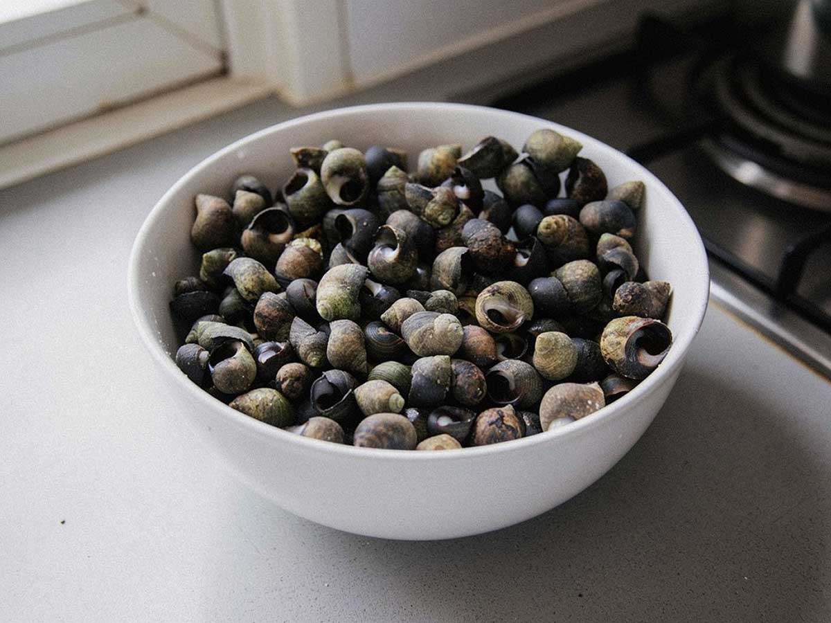 Verse, ongekookte alikruiken, ook wel krukels genoemd, in een schaaltje.