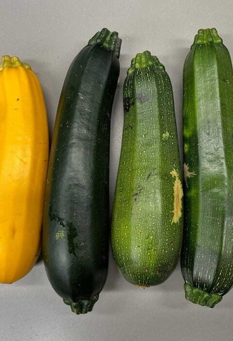 4 verse courgettes, lichtgroen, geel, en donkergroen.