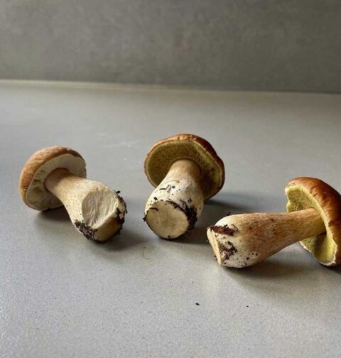 Vers eekhoorntjesbrood, 3 stuks, op het werkblad van een keuken. Heerlijk om te bakken.