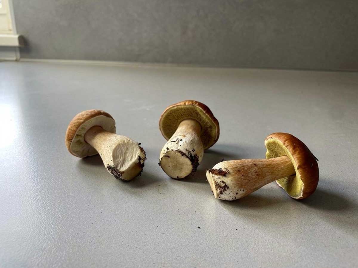 Vers eekhoorntjesbrood, 3 stuks, op het werkblad van een keuken. Heerlijk om te bakken.