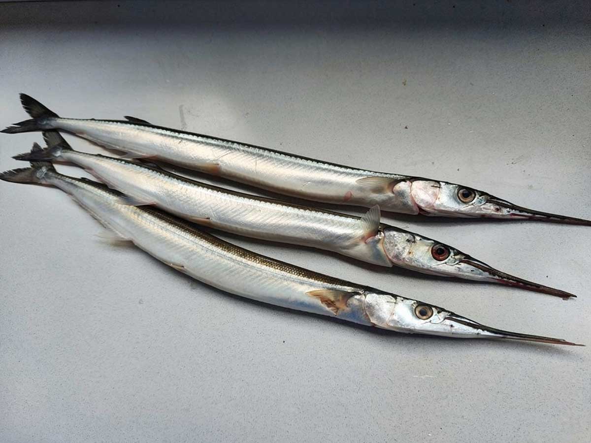3 gepen liggen op een werkblad, klaar om gebakken te worden.