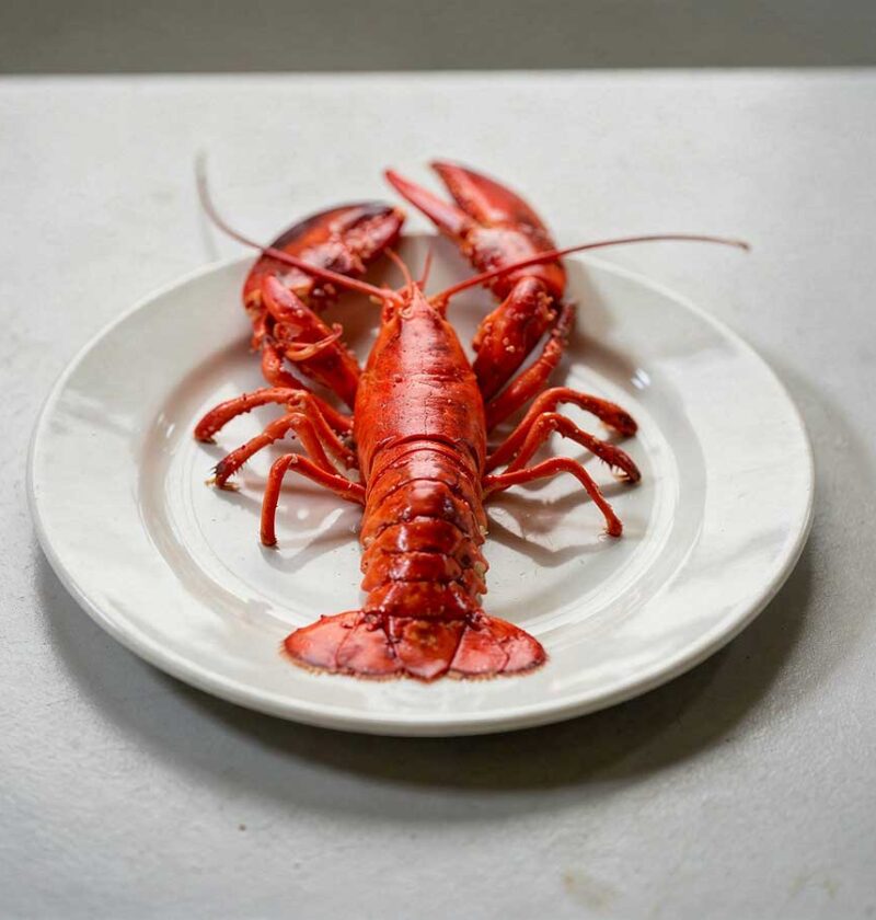 Een hele gekookte kreeft op een wit bord op een aanrecht.