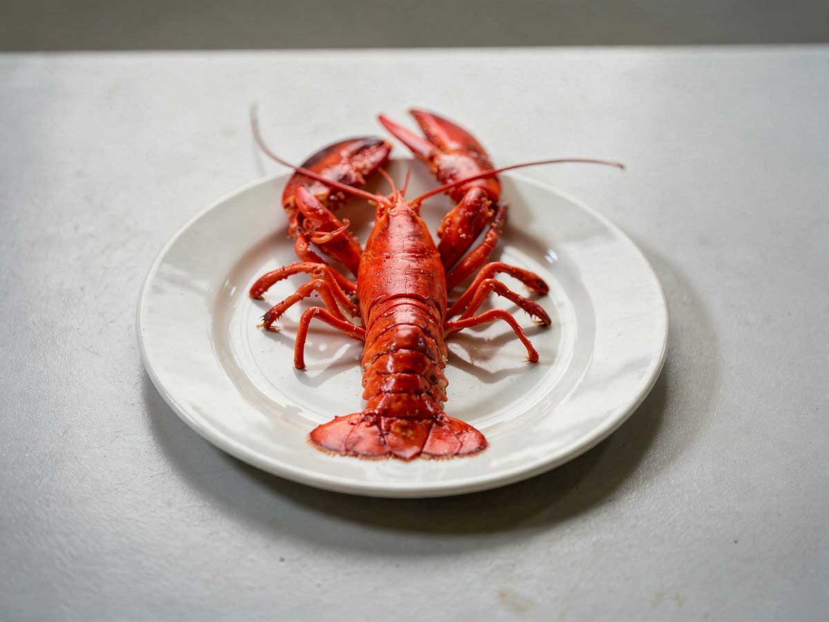 Een hele gekookte kreeft op een wit bord op een aanrecht.