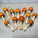 Hoelang chipolataworstjes bakken?