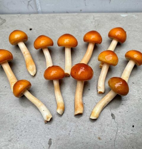 Verse nameko droogt op een betonnen plaat.
