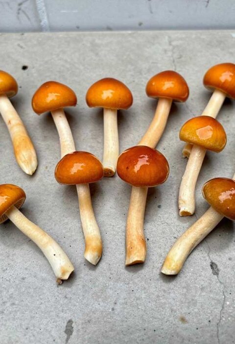Verse nameko droogt op een betonnen plaat.