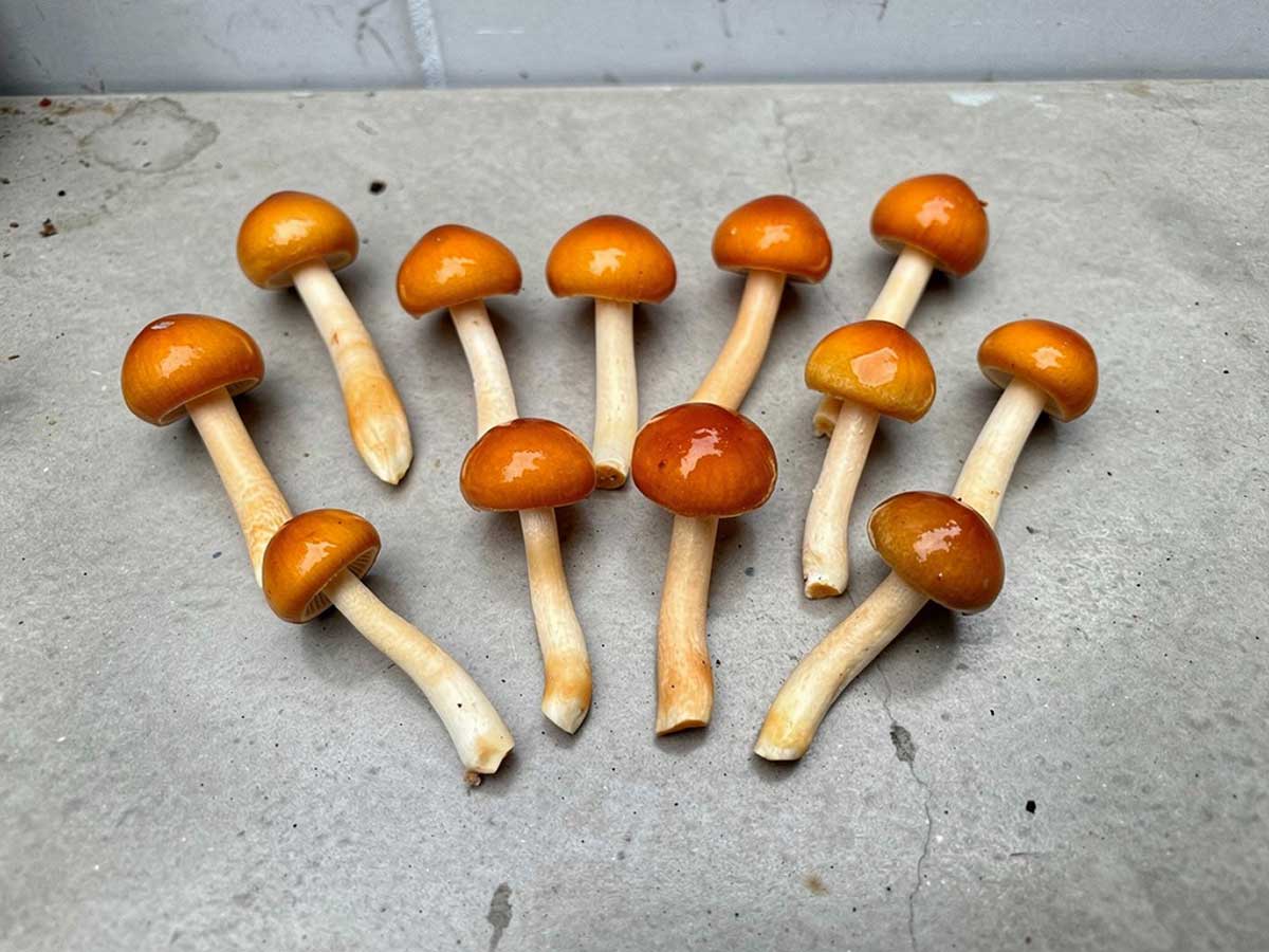 Verse nameko droogt op een betonnen plaat.