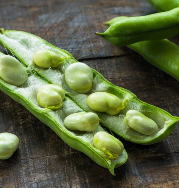 Tuinbonen in de dop, in een open peul, klaar om gewassen en gekookt te worden.