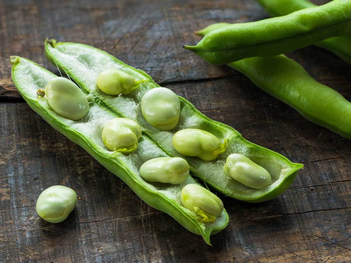 Tuinbonen in de dop, in een open peul, klaar om gewassen en gekookt te worden.