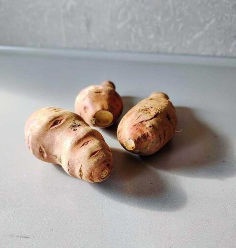 3 verse yacon op een werkblad. Straks schillen en in plakken bakken.