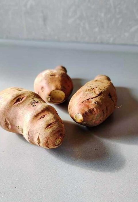 3 verse yacon op een werkblad. Straks schillen en in plakken bakken.