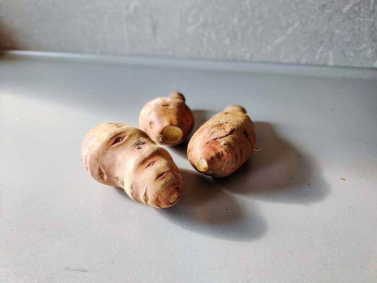 3 verse yacon op een werkblad. Straks schillen en in plakken bakken.