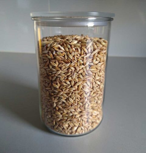 Een grote voorraadbus vol met droge gerst om te koken.