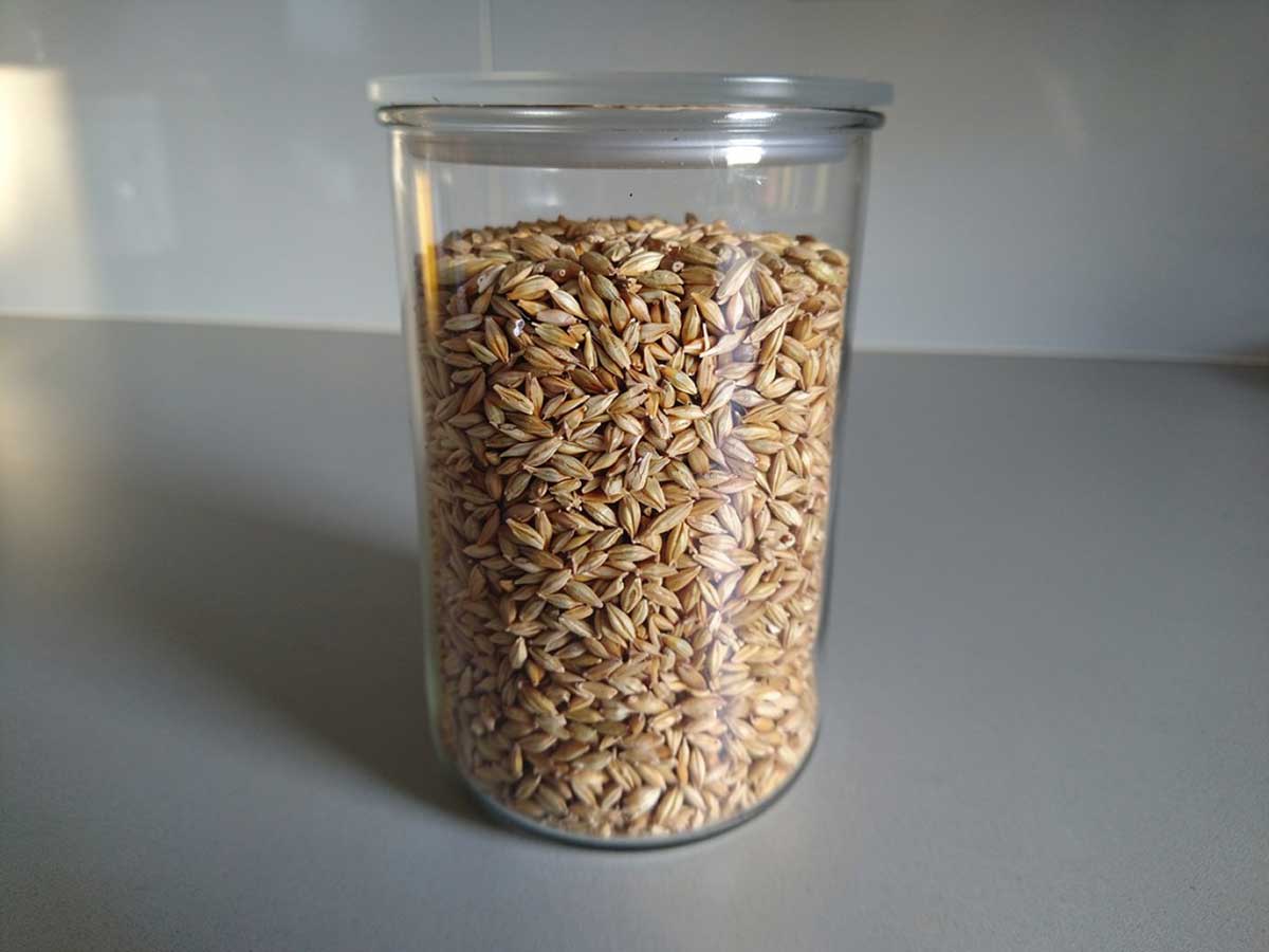 Een grote voorraadbus vol met droge gerst om te koken.