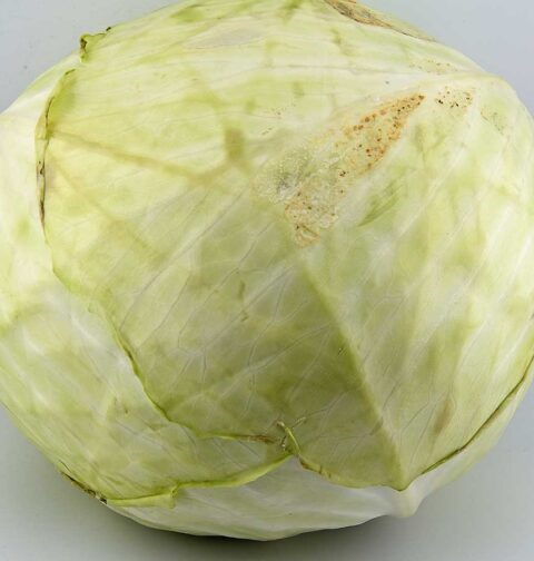 Een hele grote witte kool, groot genoeg om er twee keer van de eten, maar eerst gekookt.