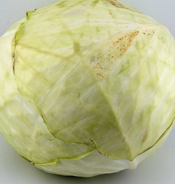 Een hele grote witte kool, groot genoeg om er twee keer van de eten, maar eerst gekookt.