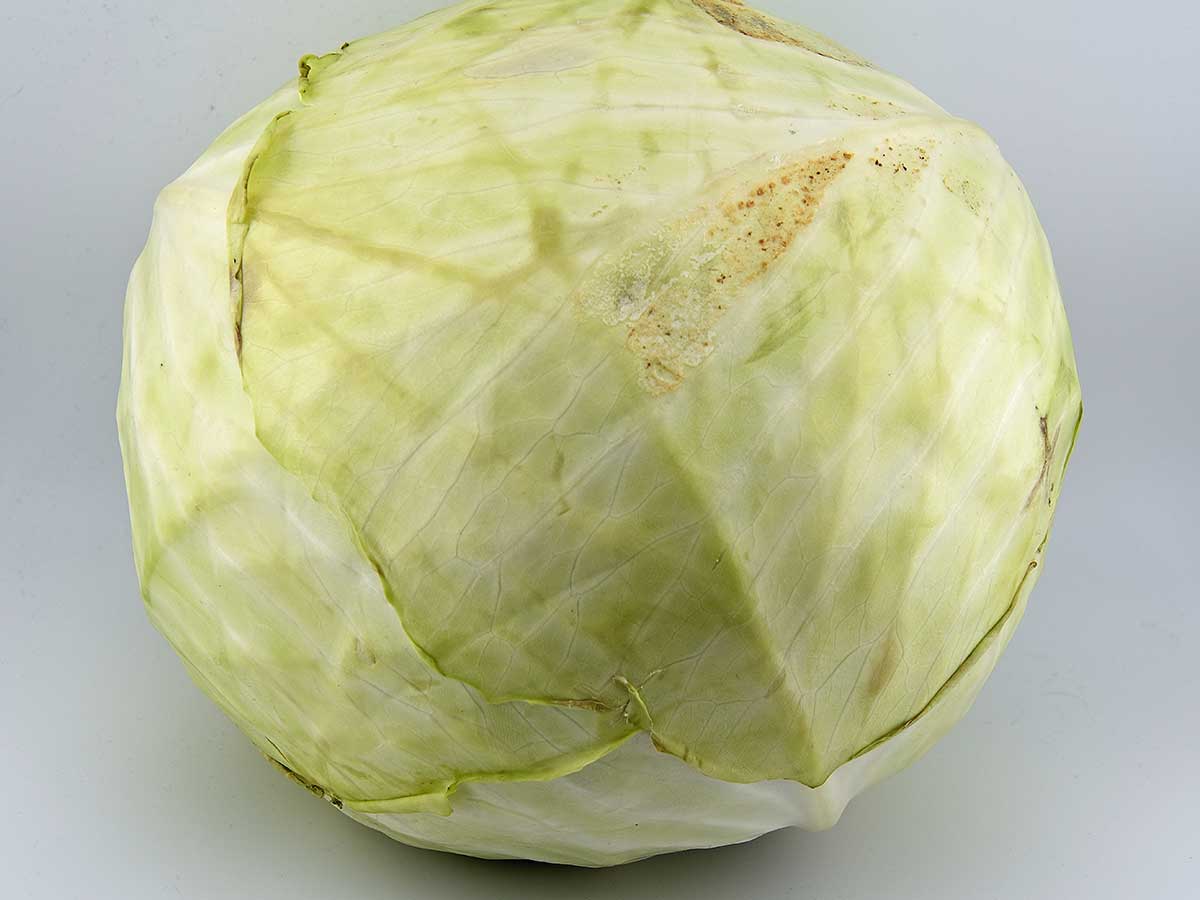 Een hele grote witte kool, groot genoeg om er twee keer van de eten, maar eerst gekookt.